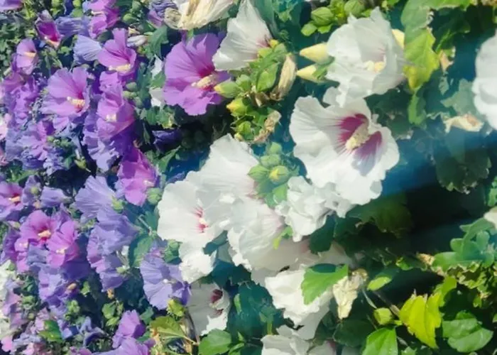 公寓 Golf Club Mia 2