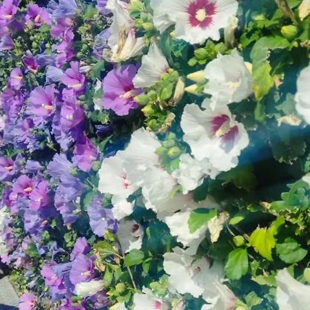 Διαμέρισμα Golf Club Mia 2